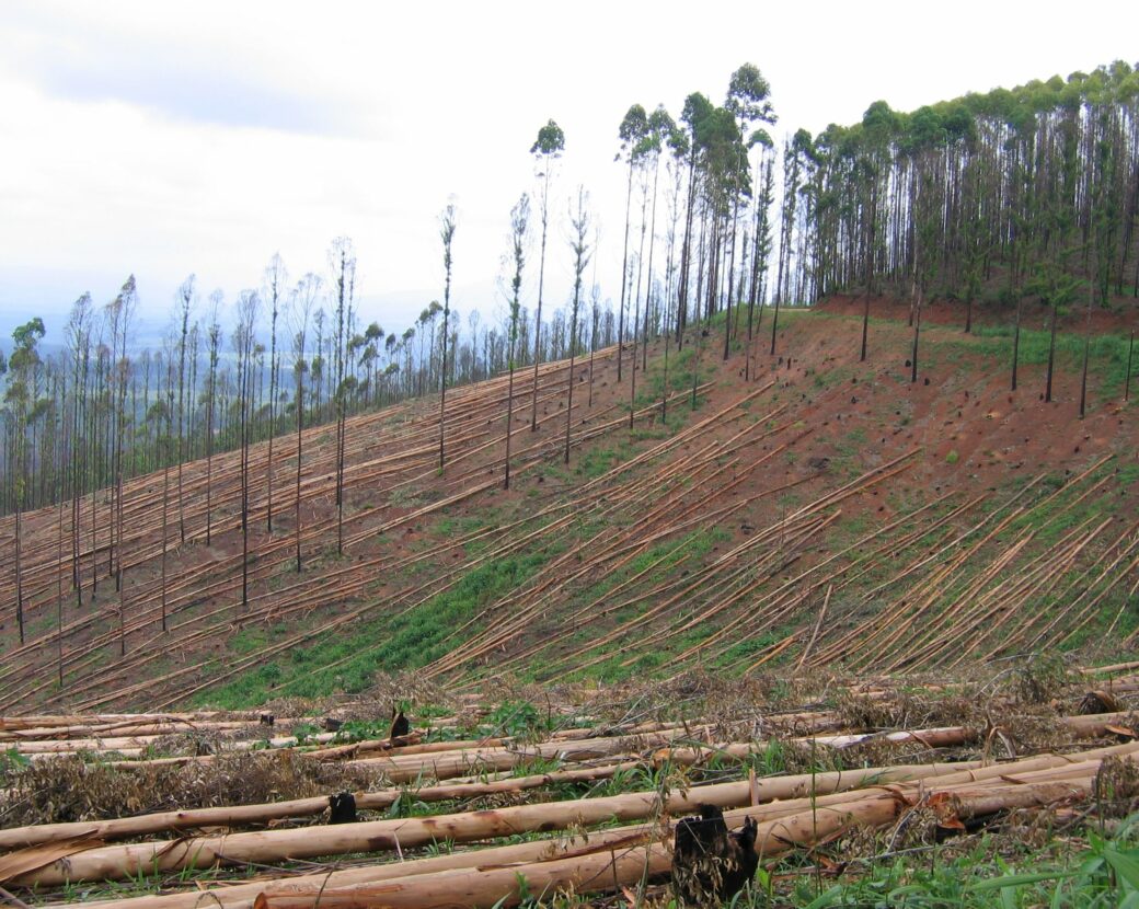 Photo of Limpopo eucalyptus plantation by Wally Menne, Timberwatch