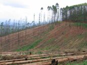Déclaration : Les plantations d’arbres en monoculture ne sont pas des forêts !