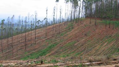 Statement: Monoculture Tree Plantations Are Not Forests!