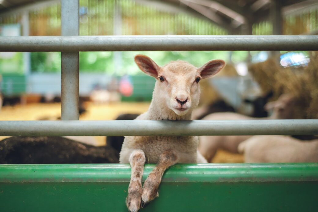 A sheep looking through bars, photo by Harry Grout