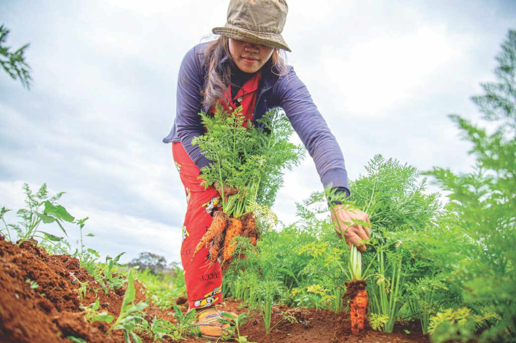 Woman farming carrots in Cambodia