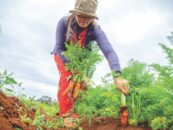 Woman farming carrots in Cambodia