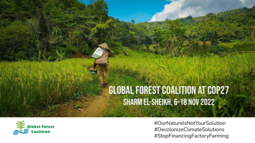 The Global Forest Coalition at COP27 - Global Forest Coalition