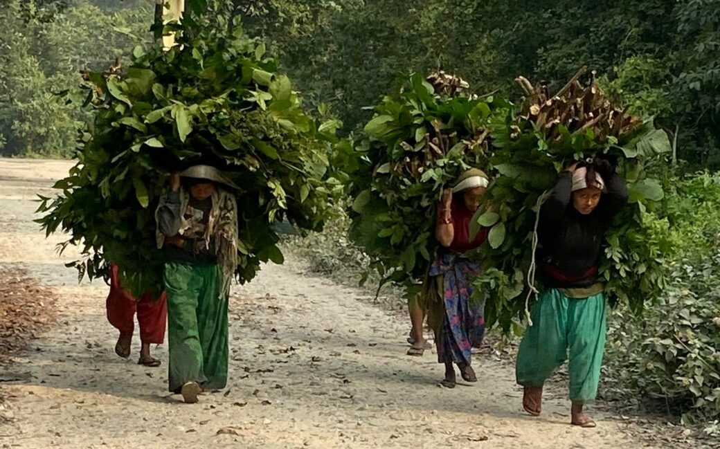 Indigenious women carrying fodder from the forest in Nepal