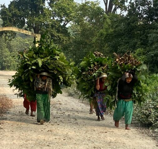 Indigenous women carrying fodder from the forest in Nepal