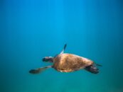 Sea turtle swimming in a blue ocean, photo by Marcos Paulo Prado