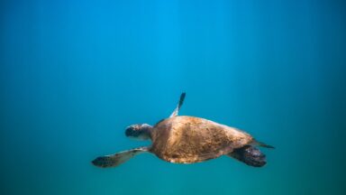 Sea turtle swimming in a blue ocean, photo by Marcos Paulo Prado