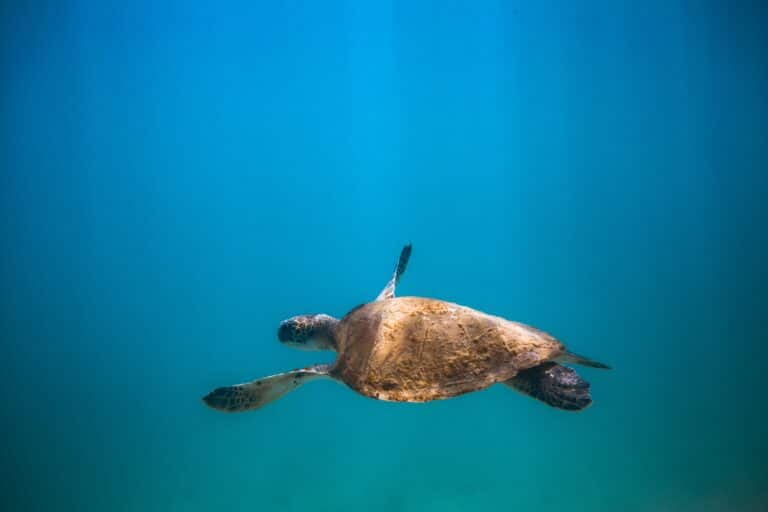 Sea turtle swimming in a blue ocean, photo by Marcos Paulo Prado