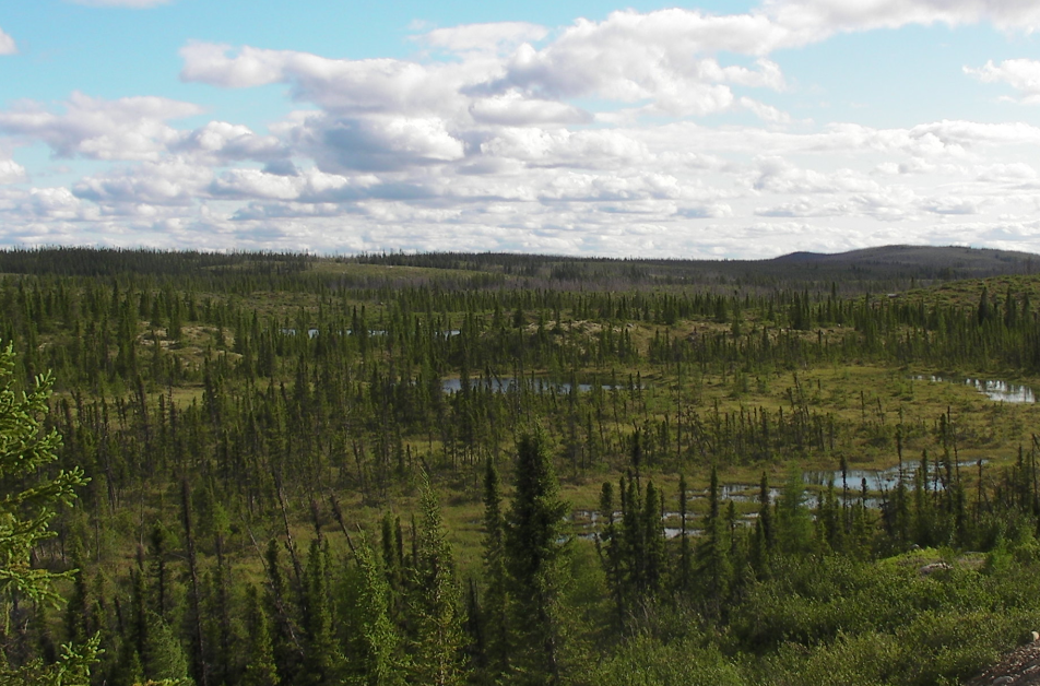 A landscape with trees in Russia