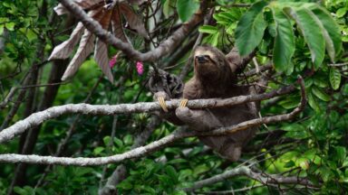 Three toed sloth in a tree, by Kleber Varejao
