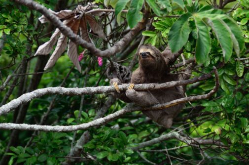Three toed sloth in a tree, by Kleber Varejao