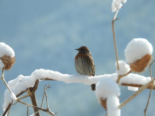 Bird in the snow by Pema Gyamtsho