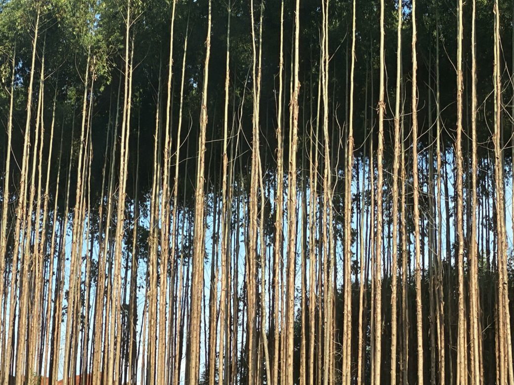 Commercial Eucalyptus monoculture plantations in South Africa; Photo: Elsmarie Owen