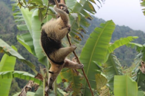 An anteater hanging upside down in a forest in Colombia