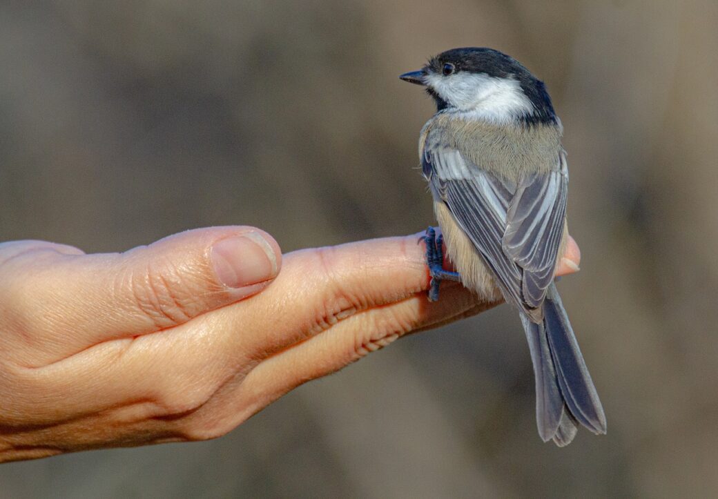 bird in hand