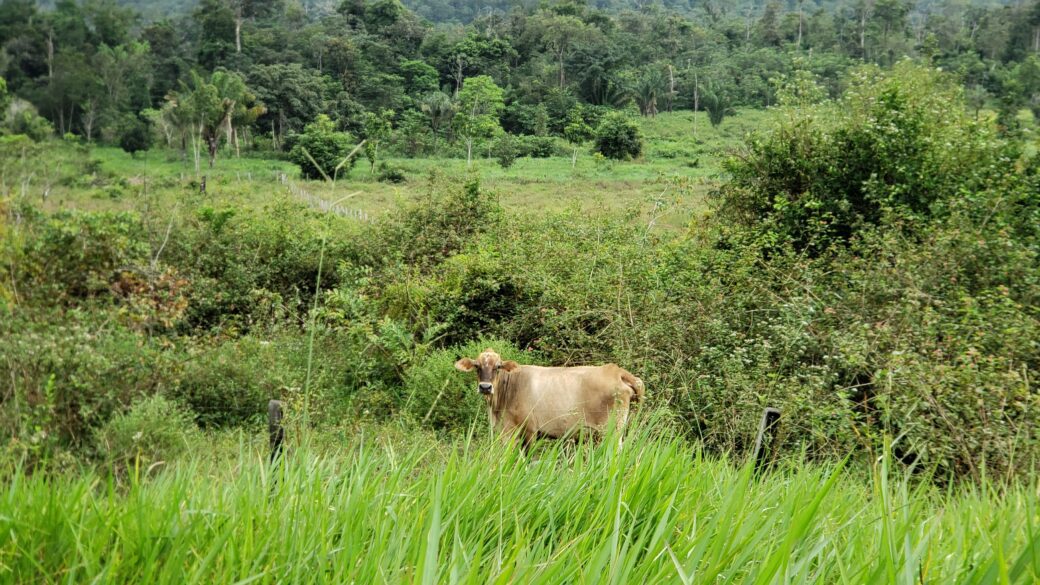 A light brown cow standing amid tropical green foliage in Brazil