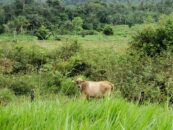 A light brown cow standing amid tropical green foliage in Brazil