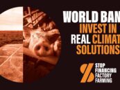 Video: Call on the World Bank to #StopFinancingFactoryFarming