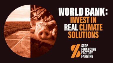 Video : Banque mondiale : cesser d’investir dans un élevage industriel