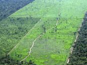 Aerial shot of deforestation