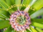 Guardians of Earth’s Tomorrow: Agromandala