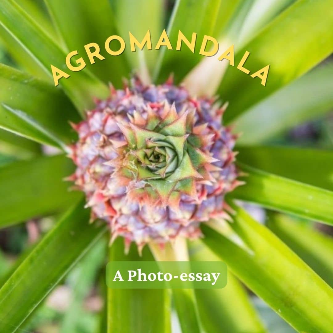 2-curioso-photography-QLOJS4bKNxg-unsplash_