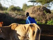 Cow and man in Maasai village in Tanzania