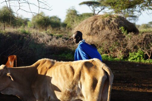 Cow and man in Maasai village in Tanzania