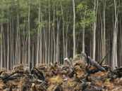 Tree plantation at Parogominas. Reforestation destined for the wood mill By Simon Chirgwin, BBC