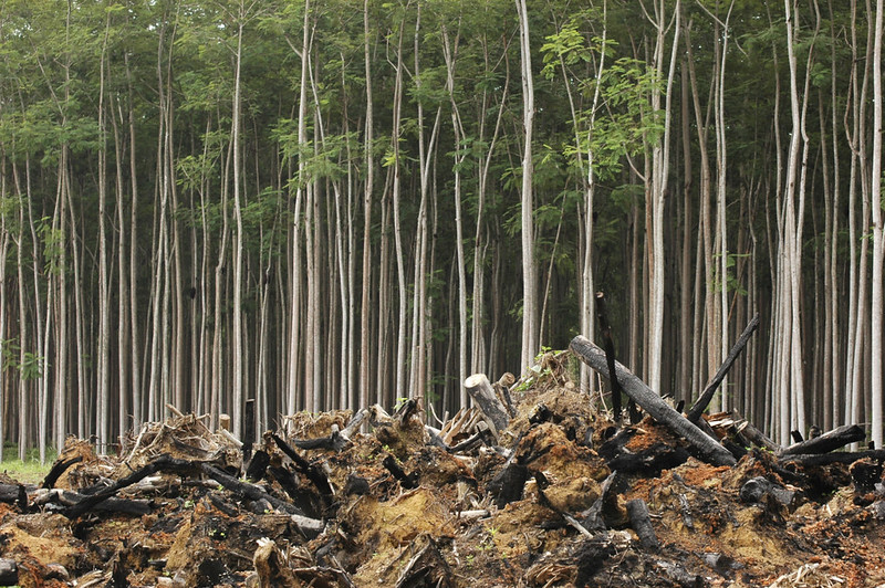 Tree plantation at Parogominas. Reforestation destined for the wood mill By Simon Chirgwin, BBC