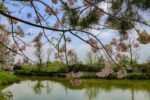 Flowering trees and a lush riverbank in Zaravshan National Park in Uzbekistan in April 2024