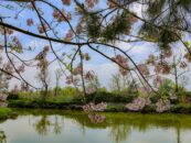 Una actualización desde Asia Central con motivo del Día Internacional de los Bosques