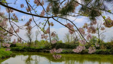 An update from Central Asia on the International Day of Forests