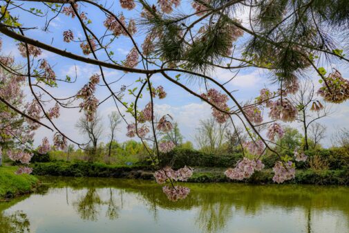 Flowering trees and a lush riverbank in Zaravshan National Park in Uzbekistan in April 2024