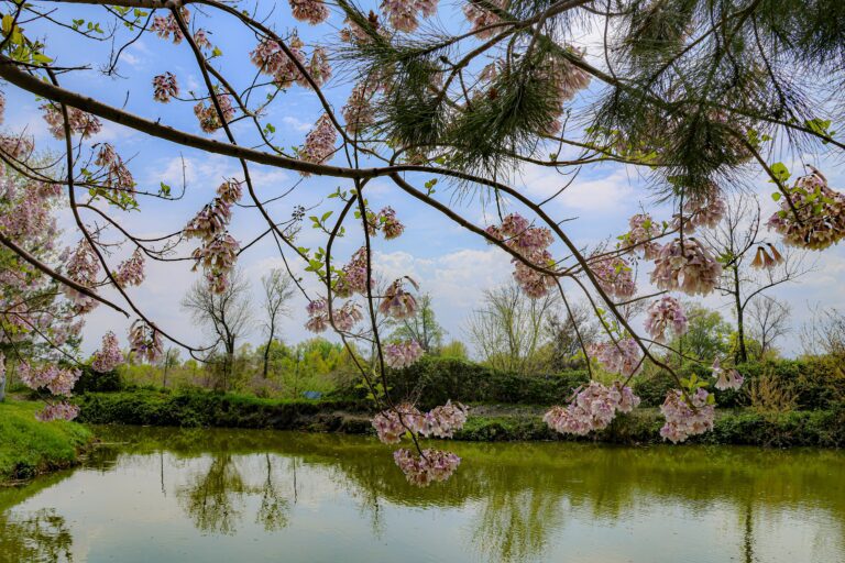 Flowering trees and a lush riverbank in Zaravshan National Park in Uzbekistan in April 2024
