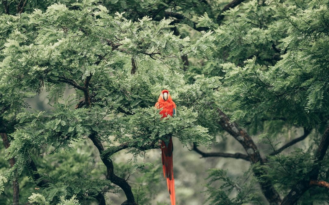 Tropical Forest Forever Facility Report Raises Deep Concerns About Market Approach to Forests