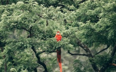 TFFF : Une fausse solution pour les forêts tropicales