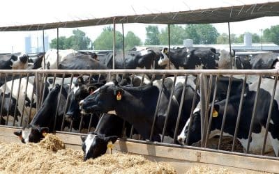 La cancelación por parte del BERD de una inversión de €40 millones en la expansión de Burger King es una victoria para las personas y el planeta