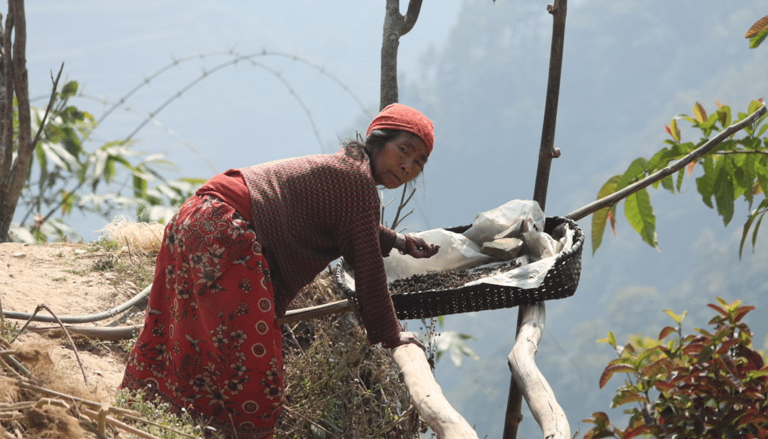 Récolter l’espoir dans les collines du Népal