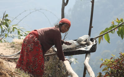 Récolter l’espoir dans les collines du Népal