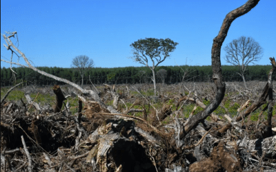 Demystifying land-based geoengineering: Why these “solutions” are incompatible with climate justice