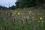 wild flowers representing biodiversity