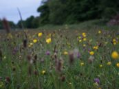 wild flowers representing biodiversity