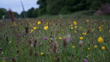 wild flowers representing biodiversity