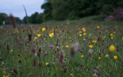 Nature-based Solutions: Why are states not focusing efforts on systemic transformations to address the drivers of biodiversity loss?