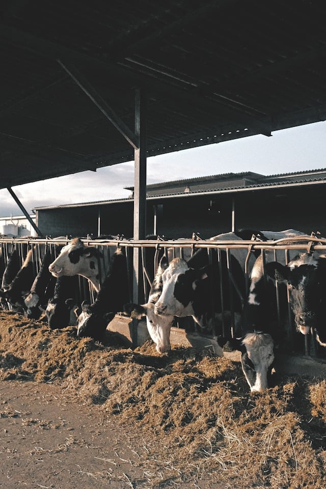 Cattle feeding through bars