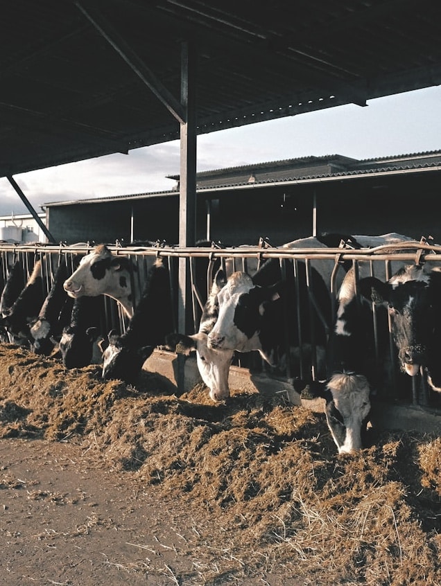 Cows grazing through bars