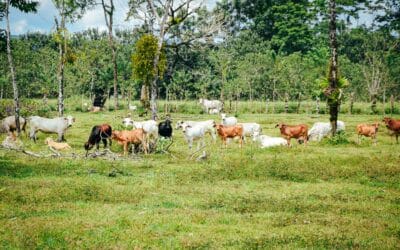 Giving rightsholders the practical tools to advocate against unsustainable livestock