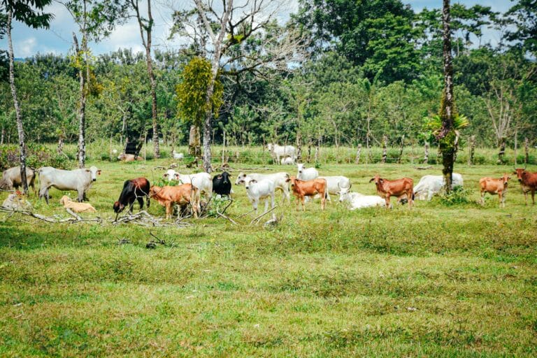livestock in a field