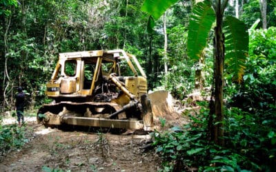 Nigeria Must Protect Forest Defenders and Halt Illegal Logging in Ekuri Forest